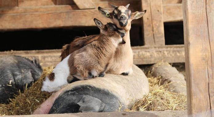 Ein Besuch bei der Tierwelt am Rainguthof in Gfrill