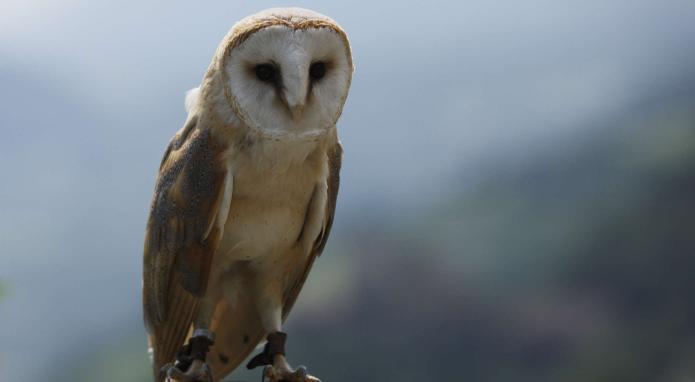Una visita al Centro Recupero Avifauna